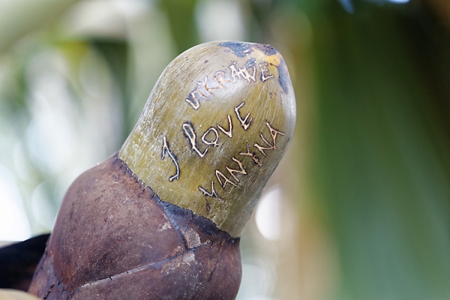 Kandy-Botanical garden-004